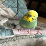 モフモフ